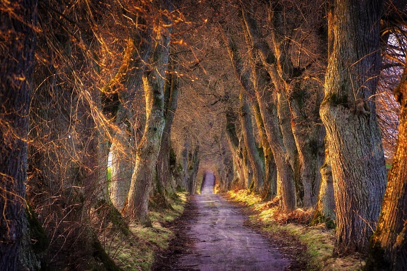 Forest Path